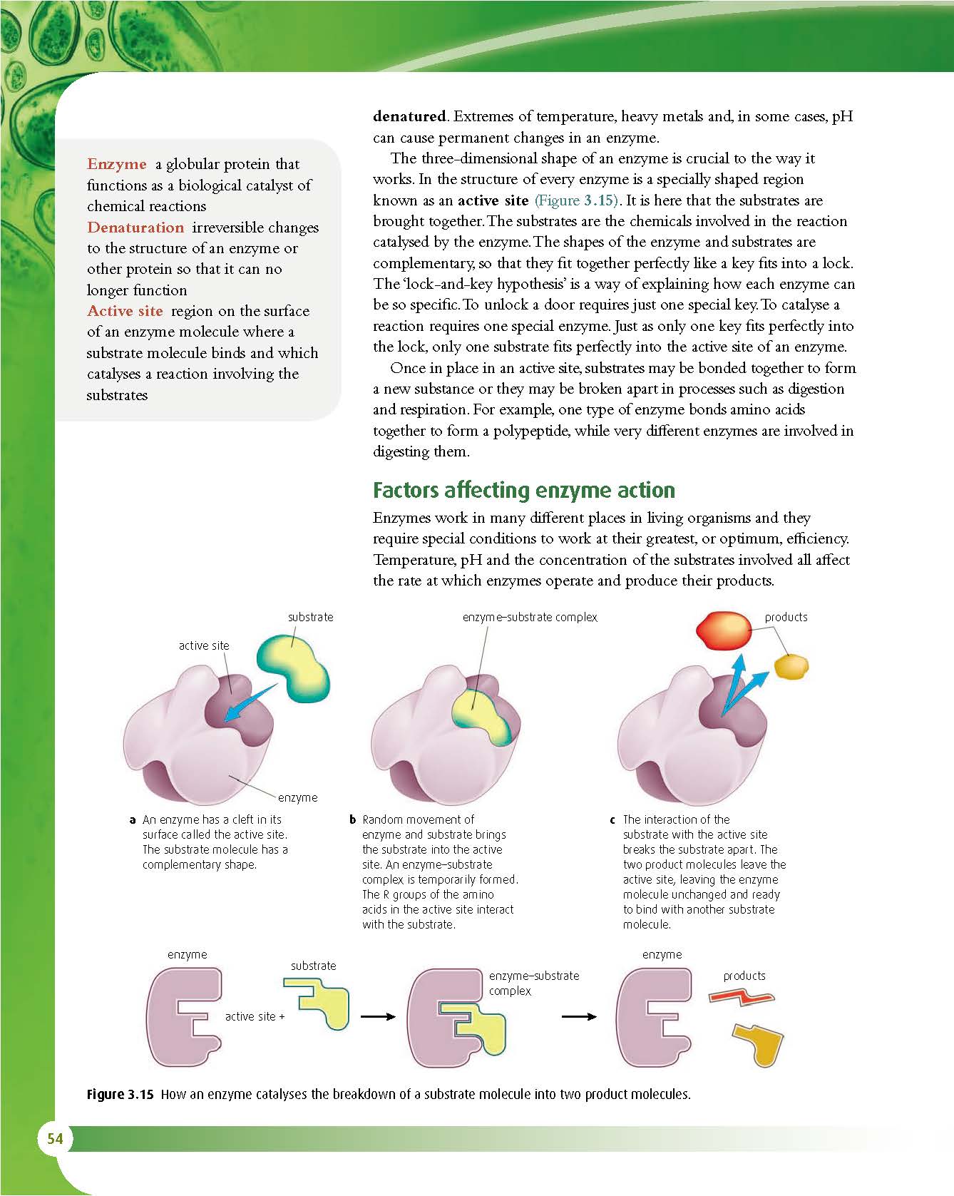 IBDP生物Biology SL HL辅导资料ibdp Notes笔记 - Qyconsult