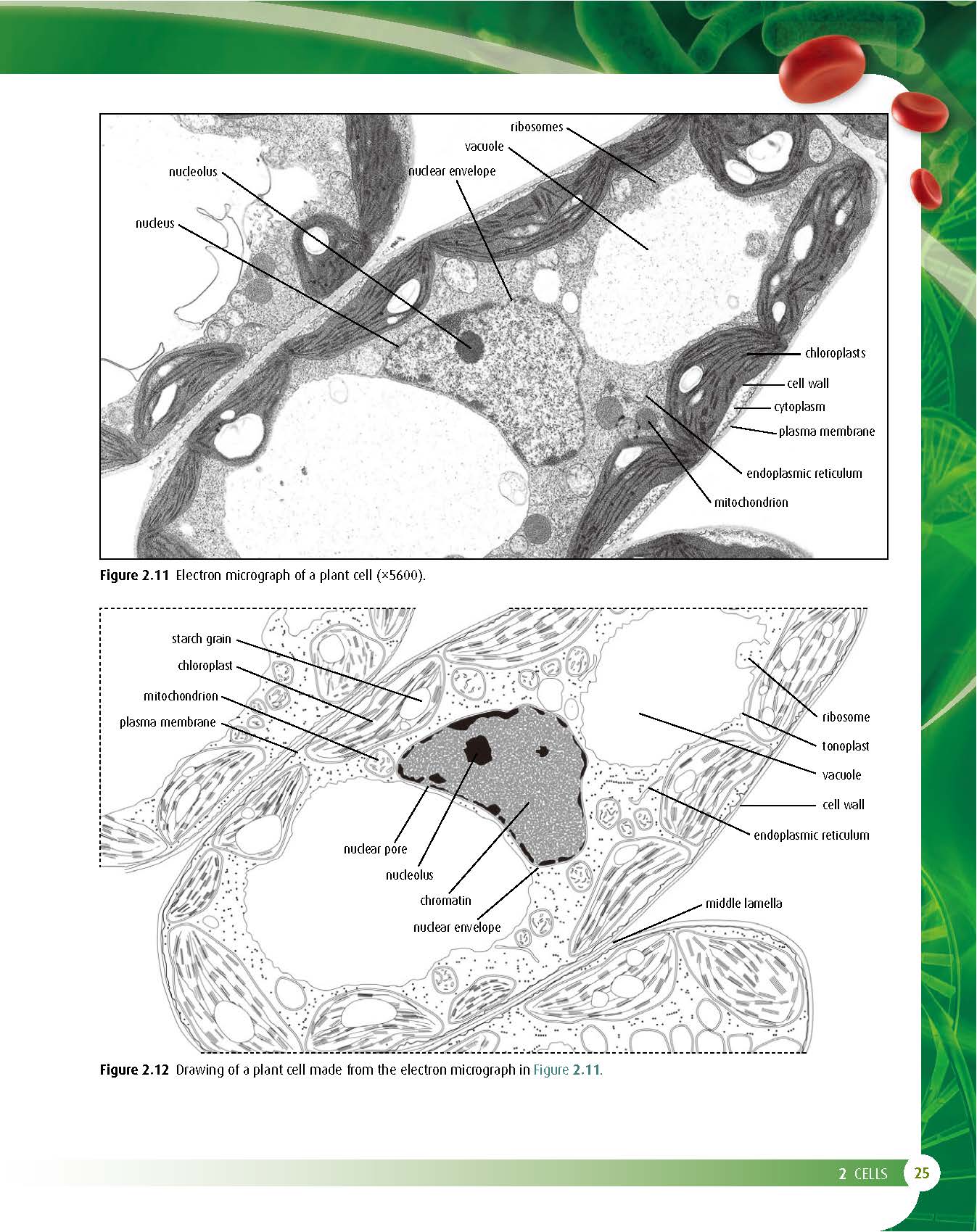 IBDP生物Biology SL HL辅导资料ibdp Notes笔记 - Qyconsult